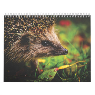 Calendario Calendrier Hérissons, Hedgehog
