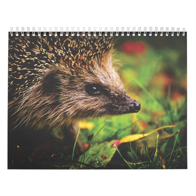 Calendario Calendrier Hérissons, Hedgehog (Tapa)