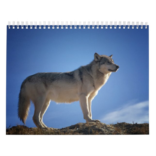 Calendario Calendrier Loup, Calendar Wolf (Tapa)