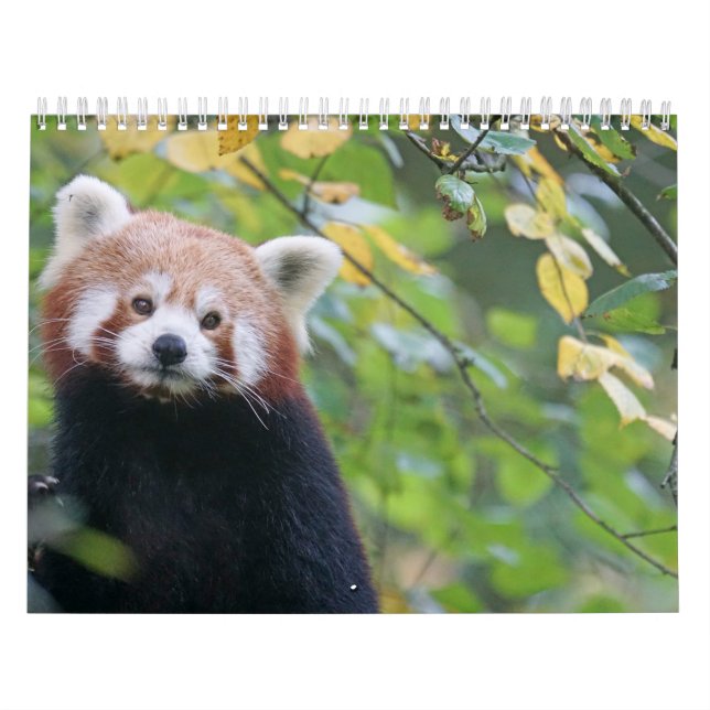 Calendario Calendrier Panda Roux Calendar Red panda (Tapa)
