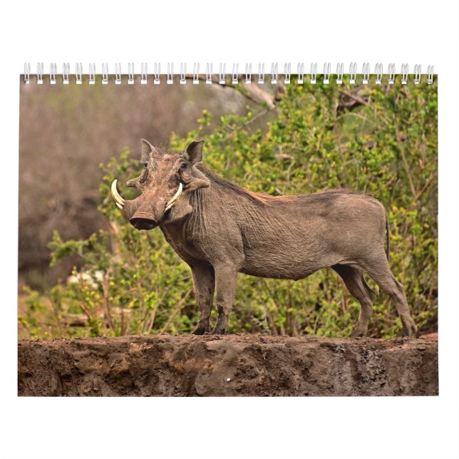 Calendario Calendrier Phacochère Calendar Warthog (Tapa)