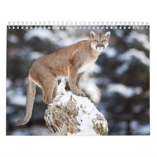 Calendario Calendrier Puma Calendar Cougar
