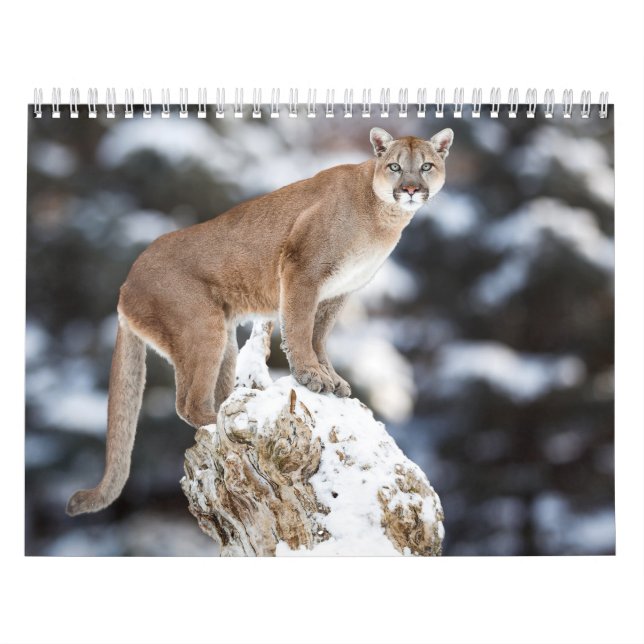 Calendario Calendrier Puma Calendar Cougar  (Tapa)