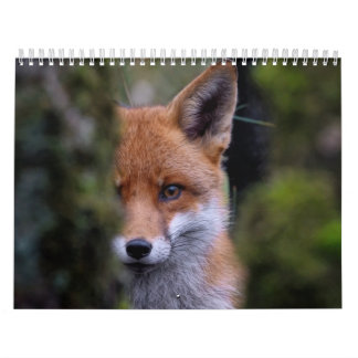 Calendario Calendrier Renard, Calendar Fox, Forest Forêt