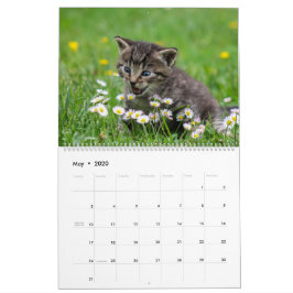 Calendario Cálido gatito Mascota Kitty Gatos Feline 2020