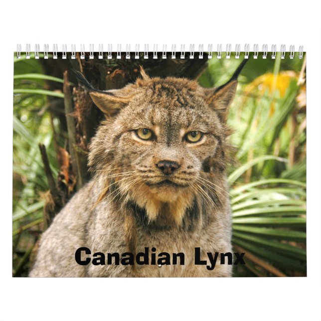 Calendario canadiense del lince, lince canadiense (Tapa)