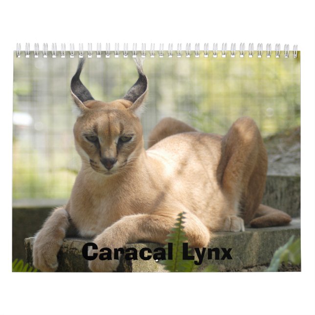 Calendario CaracalBCR058, lince de Caracal (Tapa)