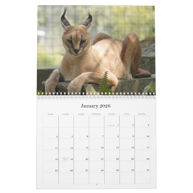Calendario CaracalBCR058, lince de Caracal (Jan 2026)