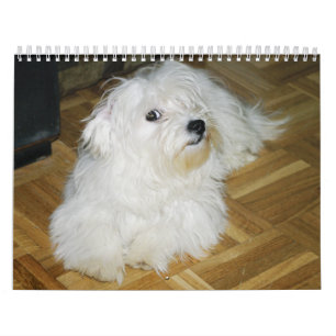 Calendario Caramelo de algodón