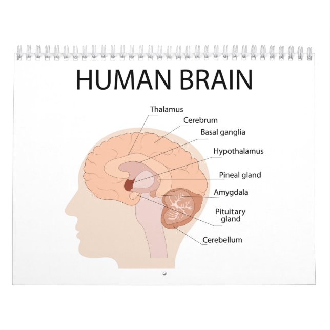 Calendario Cerebro humano (Tapa)