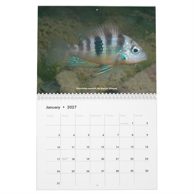 Calendario Cichlids de México (Jan 2027)