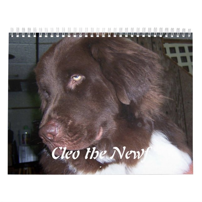 Calendario Cleo el perro de Terranova (Tapa)
