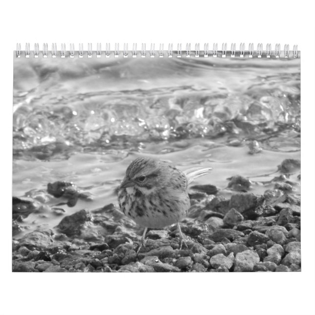 Calendario con fotos de pájaros en blanco al negro (Tapa)
