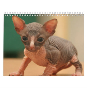 Calendario con los gatitos lindos de un sphynx