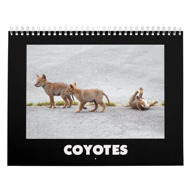 Calendario Coyotes Calendar (Tapa)