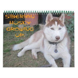 Calendario Cría husky siberiano