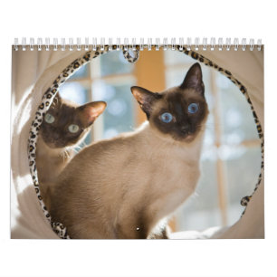 Calendario Curiosidad