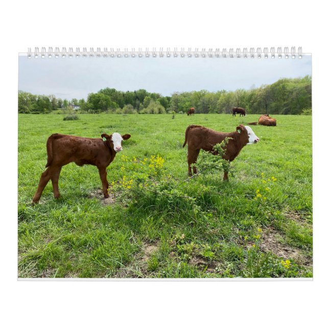 Calendario Cute Calves (Tapa)