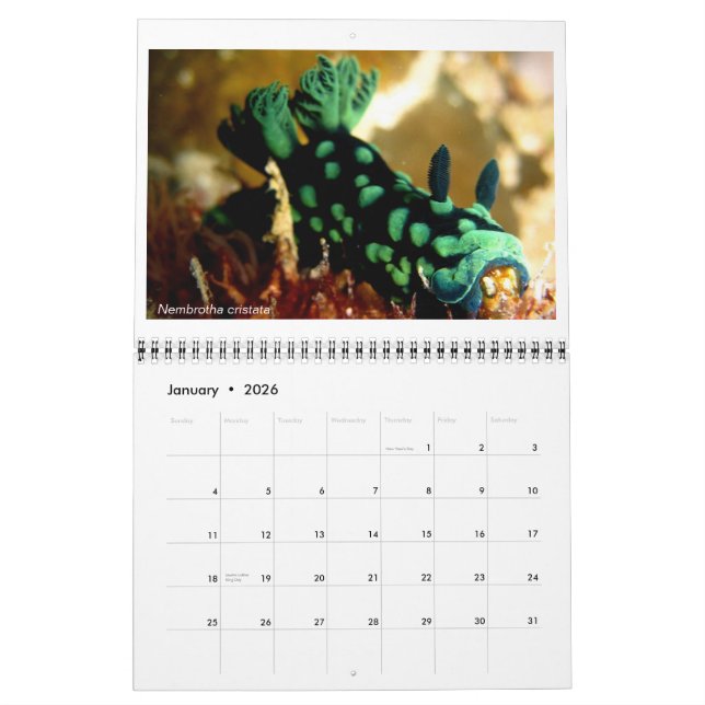Calendario de 12 meses con fotos de Nudibranchs (Jan 2026)