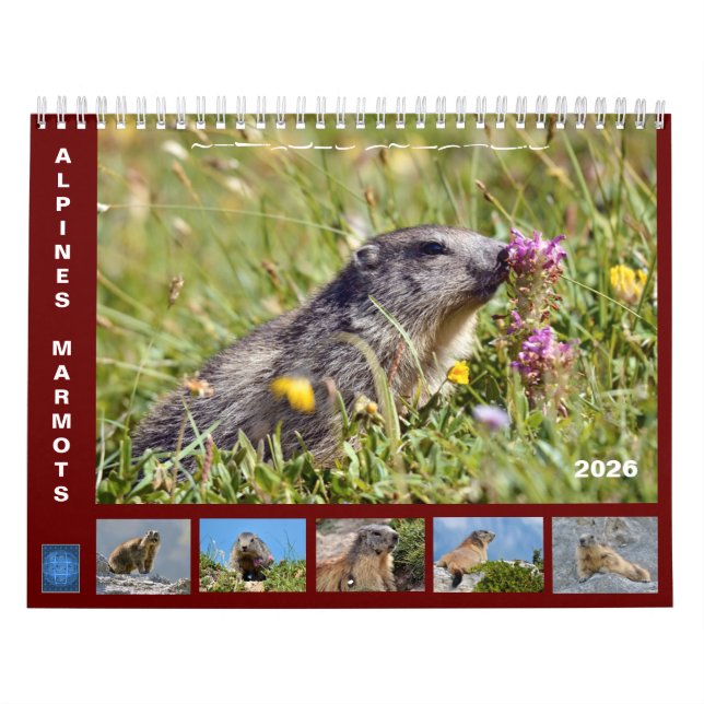 Calendario de 12 meses de las marmotas alpinas 202 (Tapa)