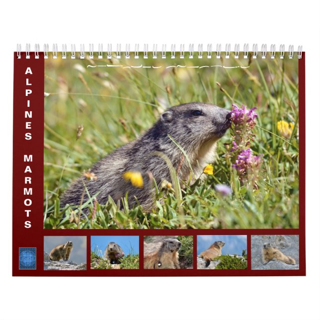 Calendario de 12 meses de las marmotas alpinas 202 (Tapa)