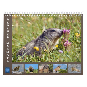 Calendario de 12 meses de las marmotas alpinas 202