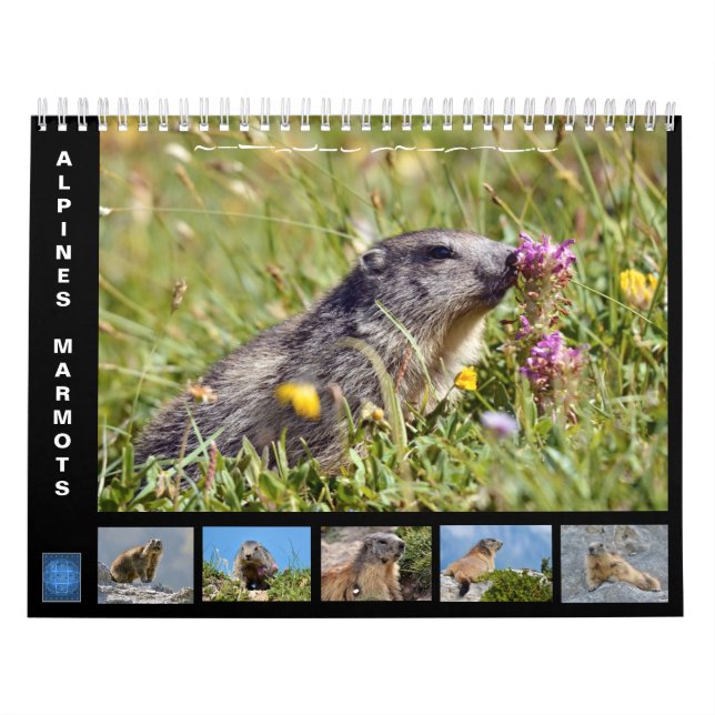 Calendario de 12 meses de las marmotas alpinas 202 (Tapa)