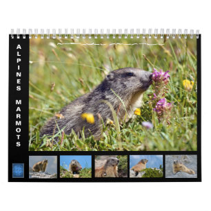Calendario de 12 meses de las marmotas alpinas 202