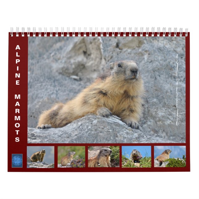 Calendario de 12 meses de marmotas alpinas (Tapa)