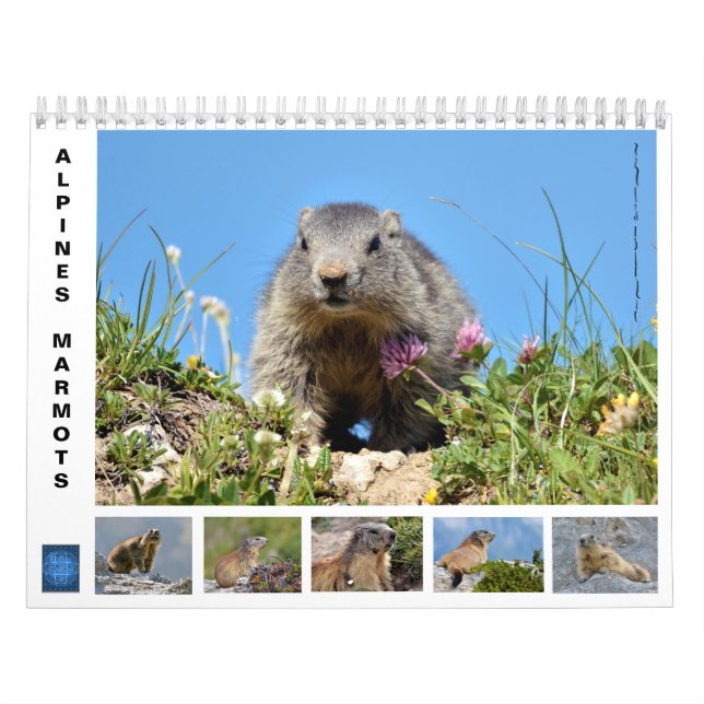Calendario de 12 meses de marmotas alpinas (Tapa)