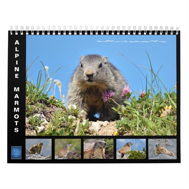Calendario de 12 meses de marmotas alpinas (Tapa)