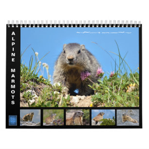 Calendario de 12 meses de marmotas alpinas