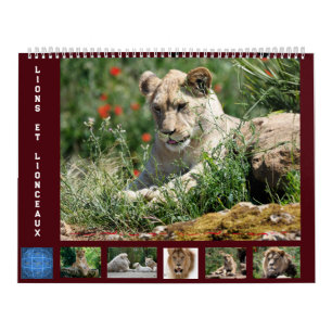 Calendario de 12 meses Familia de leones