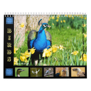 Calendario de 12 meses para varias aves