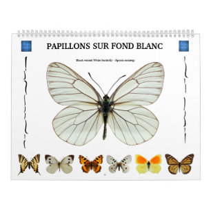 calendario de 12 meses varias mariposas