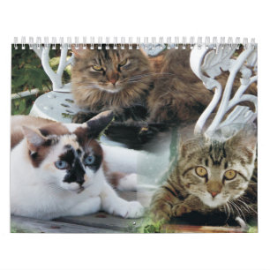 calendario de amigos felinos