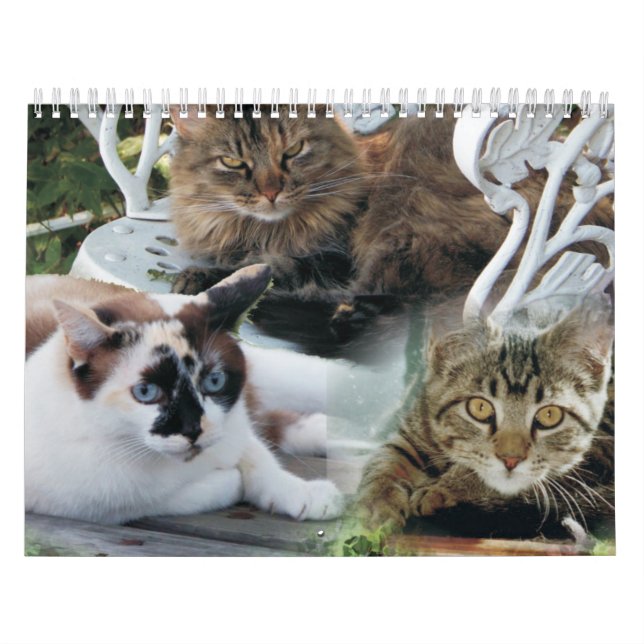 calendario de amigos felinos (Tapa)