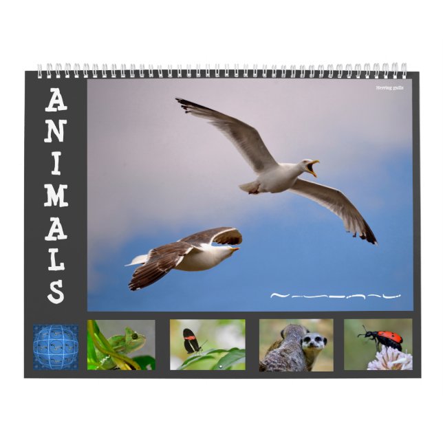 Calendario de animales de 12 meses (Tapa)