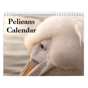 Calendario de aves Pelícanos 2027
