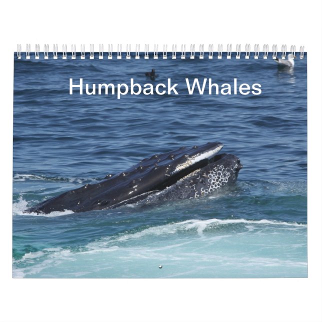 Calendario de ballenas jorobadas 2014 (Tapa)