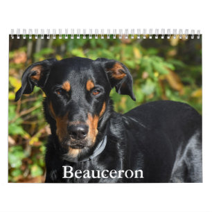 Calendario de Beauceron