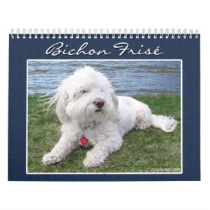 Calendario de Bichon Frisé