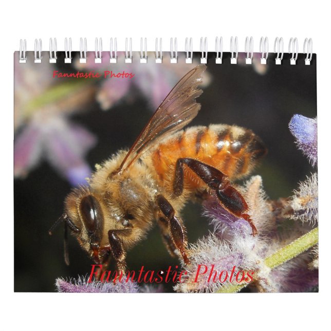 Calendario de Bichos y Flores (Tapa)