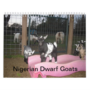 calendario de cabra enana nigeriana