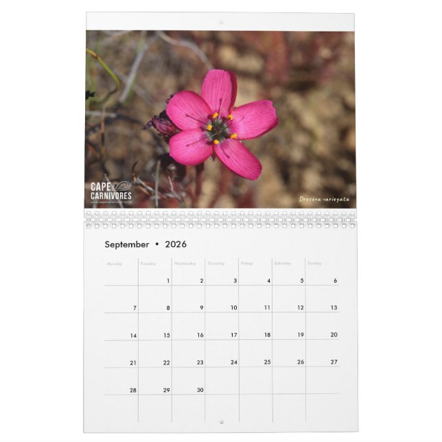 Calendario de Cape Carnivores 2022 (Sep 2026)