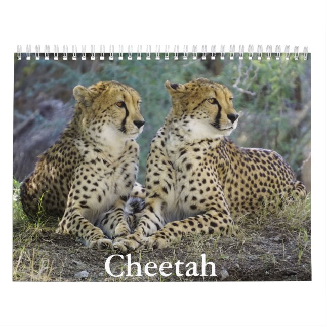 Calendario de Cheetah (Tapa)