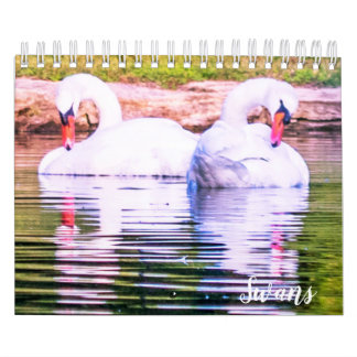 Calendario de cisnes