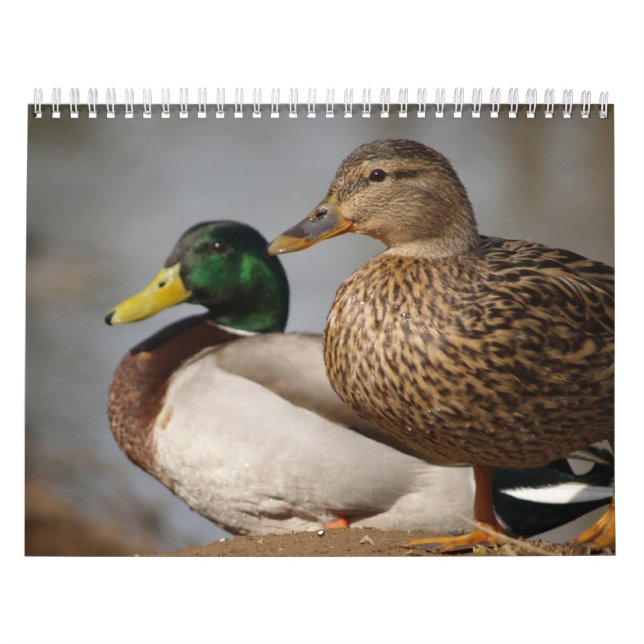 Calendario de deportistas de Mallard Ducks (Tapa)
