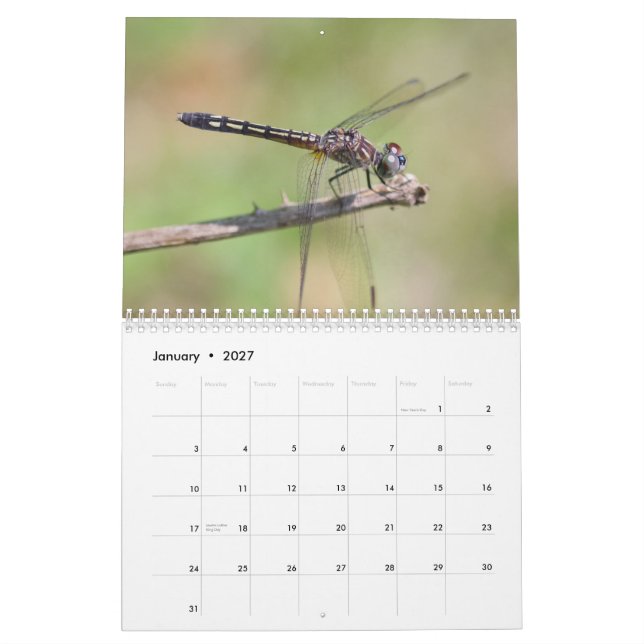 Calendario de Dragonflies (Jan 2027)