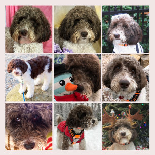 Calendario de Duke el Labradoodle